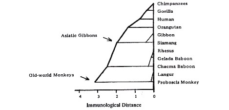 Immunological Distance