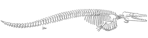 Gingrich and Uhen (1996) published this reconstruction of the skeleton of Dorudon atrox (redrawn for RNCSE by Janet Dreyer).