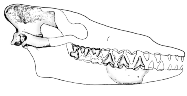 Gingrich and others (1983) published this reconstruction of the skull of Pakicetus inachus (redrawn for RNCSE by Janet Dreyer).