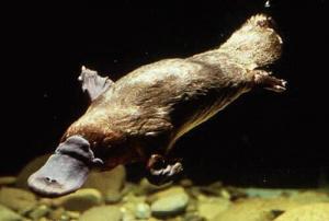 Platypus: an egg-laying mammal
