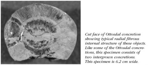 Cut face of Ottosdal concretion showing typical radial fibrous internal structure of these objects. Like some of the Ottosdal concretions, this specimen consists of two intergrown concretions. This specimen is 6.2 cm wide.