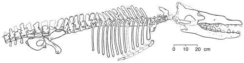 Gingrich and others (1994) published this reconstruction of the skeleton of Rodhocetus kasrani (redrawn for RNCSE by Janet Dreyer).