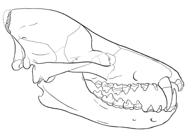 Zhou and others (1995) published this reconstruction of the skull of Sinonyx jiashanensis (redrawn for RNCSE by Janet Dreyer).