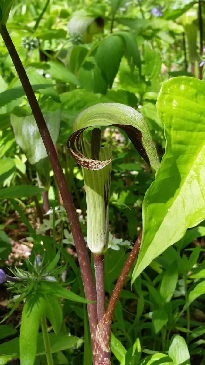 A common (and to many, unknown) plant