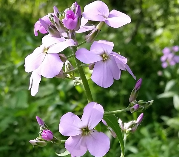 A fine conflict avoidance strategy