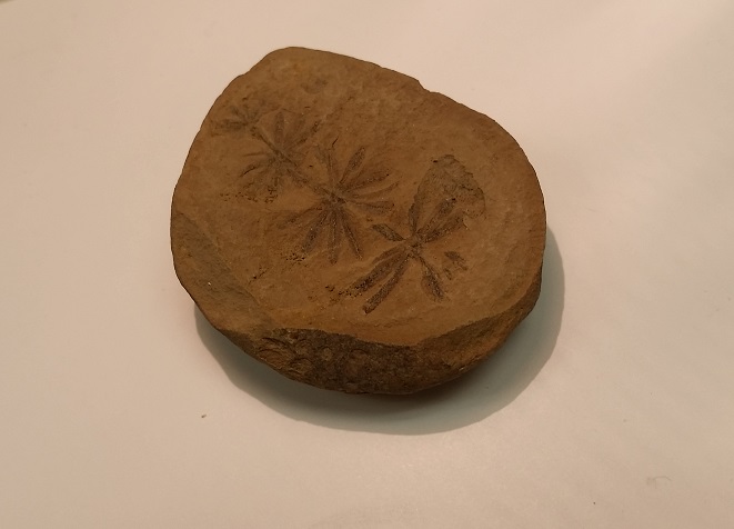 Plant -- or not a plant?