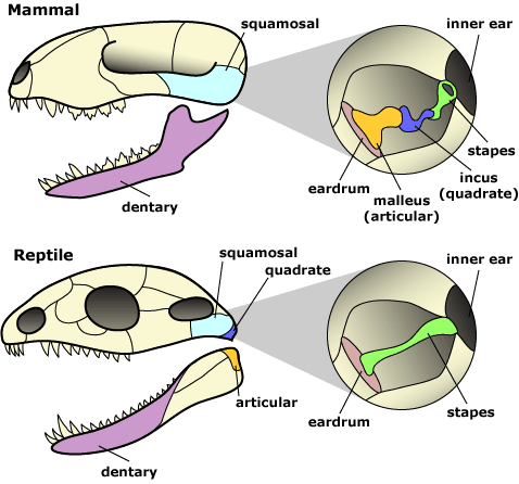 Homology between the reptile jaw and the mammal middle ear. Image from Understanding Evolution, www.evolution.berkeley.edu