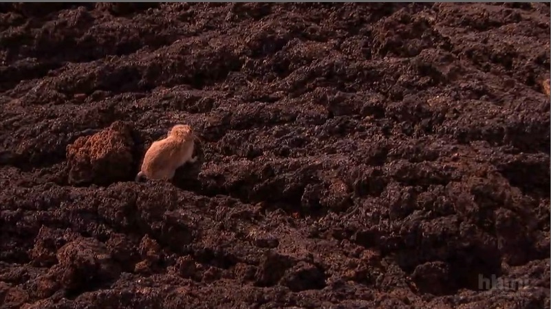 Light on dark: Not-so-good. (screen grab courtesy HHMI BioInteractive)