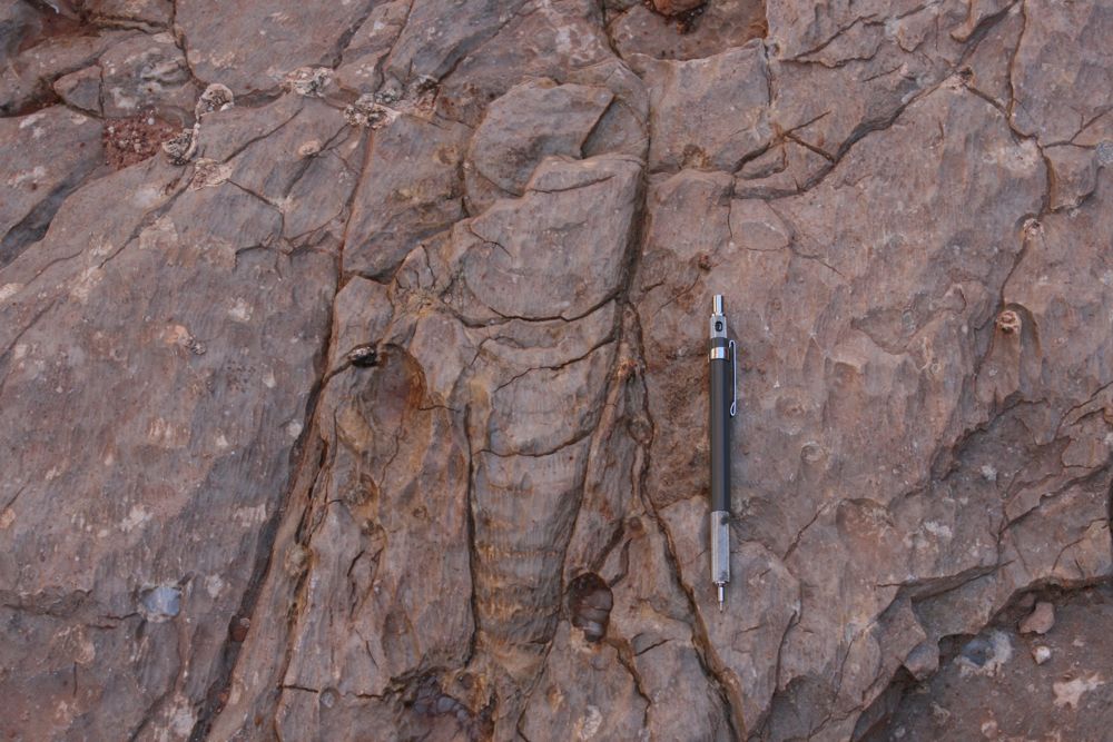 orthocone nautiloid, Grand Canyon