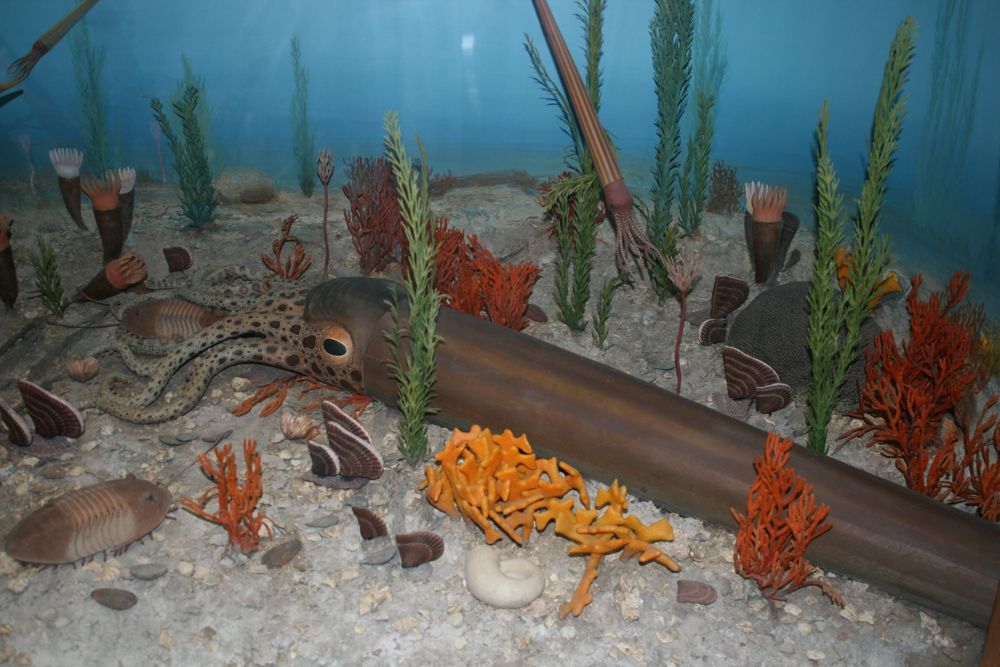 orthocone nautiloid, Smithsonian diorama