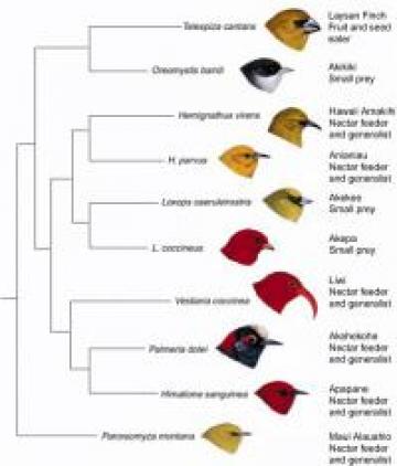 Hawaiian Honeycreepers: A phylogeny of a few of the Hawaiian honeycreepers.  These species descended from a single species of finch in the last ten million years.  Figure 14 from Steve Olson (2004) Evolution in Hawaii: A Supplement to Teaching About Evolution and the Nature of Science. The National Academies Press:Washington, D.C.  (Paintings copyright H. Douglas Pratt, The Hawaiian Honeycreepers: Drepanidinae. Oxford: Oxford University Press, 2003. Diagram adapted from T.J. Givnish and K.J. Sytsma, eds., Molecular Evolution and Adaptive Radiation. Cambridge: Cambridge University Press, 1997.)