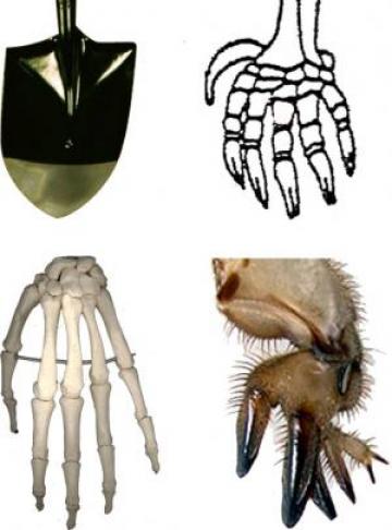 Spade or hand?: A shovel, a mole paw, a human hand, and a mole cricket forelimb.  Which structures are homologous?  Which share functional constraints?
