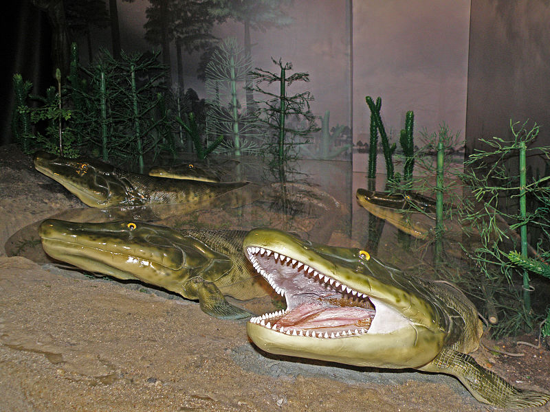 Tiktaalik
