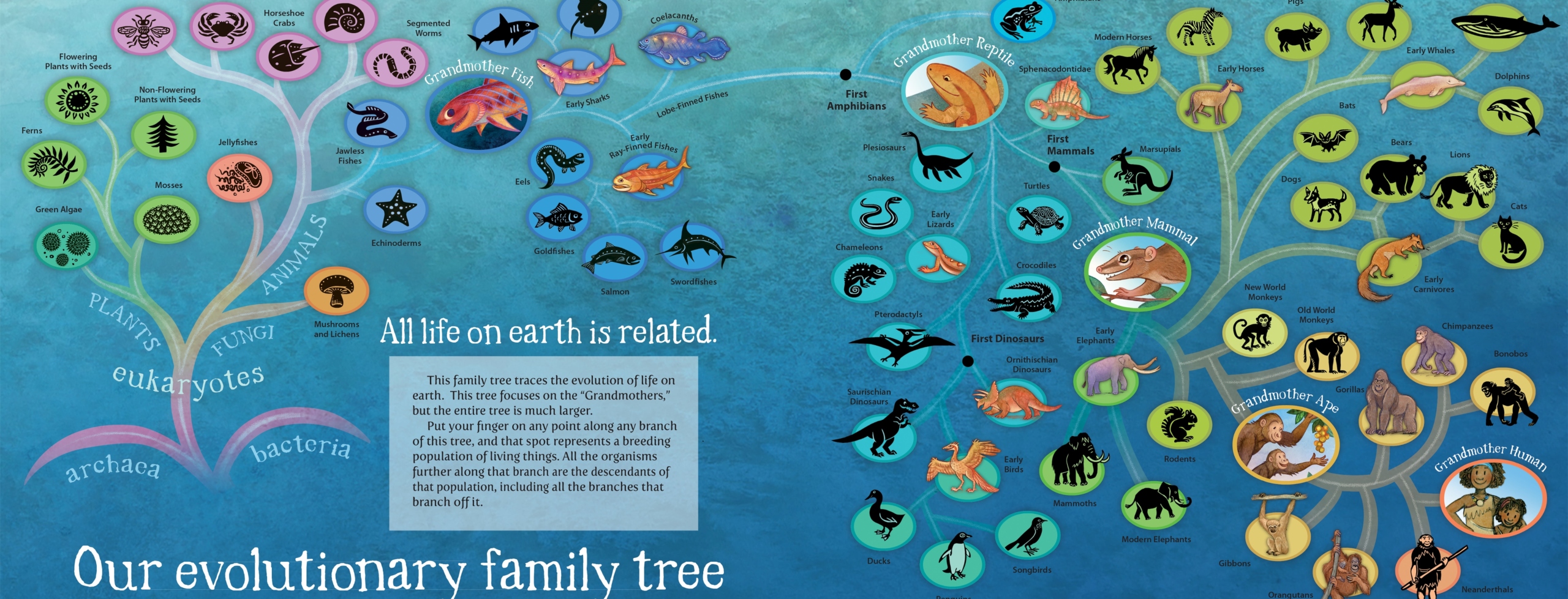 Grandmother Fish Evolutionary Tree