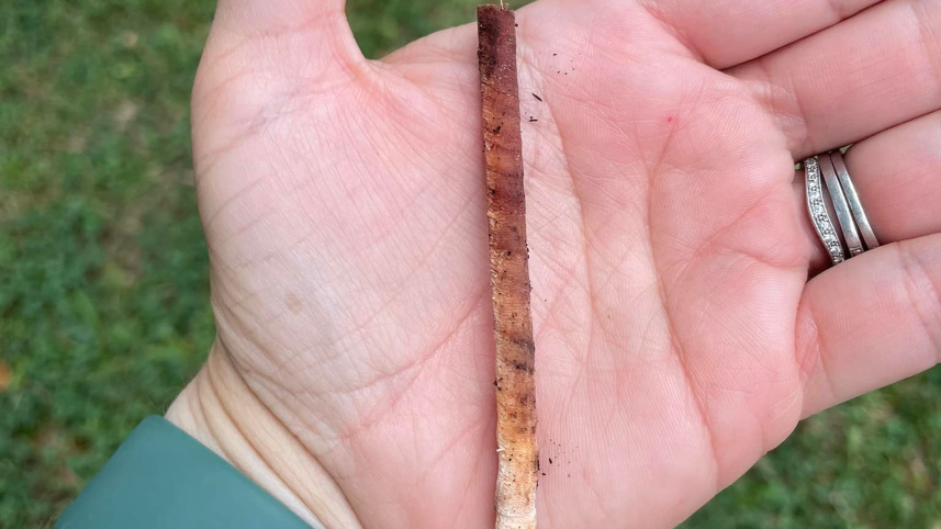 A tree core sample showing annual layers of growth..