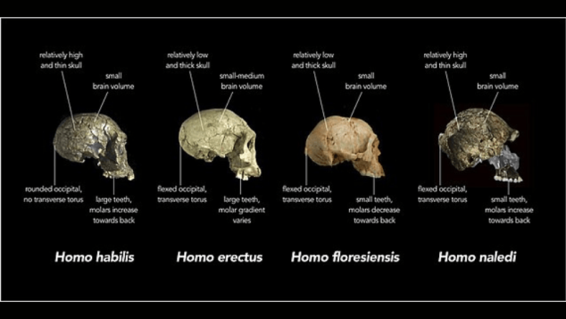 Comparison of skull features of early human species.