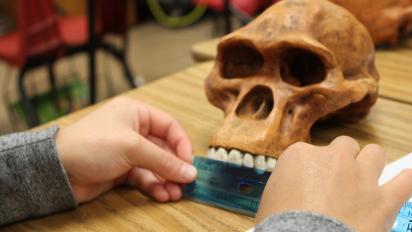 Student taking measurements of a hominin skull