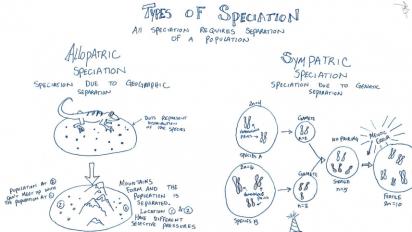 Speciation illustration