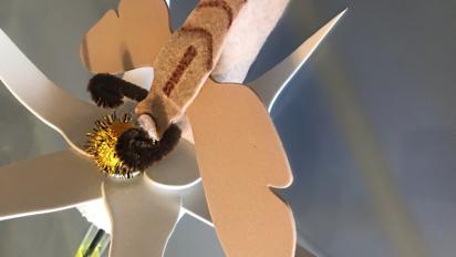 pollinators on the move mutualistic moth