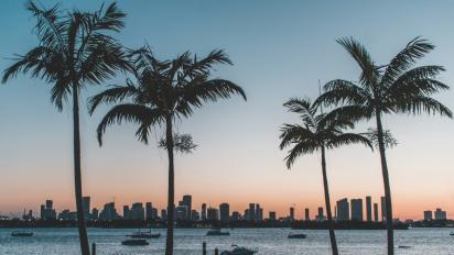 Palm trees in Miami, Florida