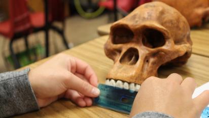 Student measuring a hominid skull.