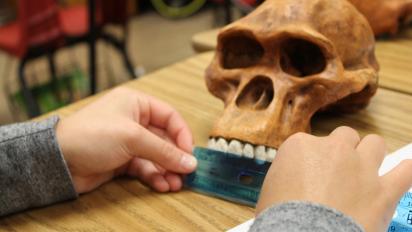 A student measuring a hominid skull.