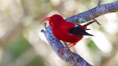 Hawaiian honeycreeper