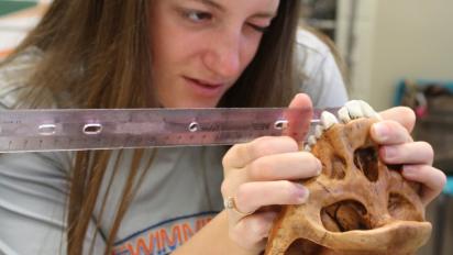 A student measuring a skull.
