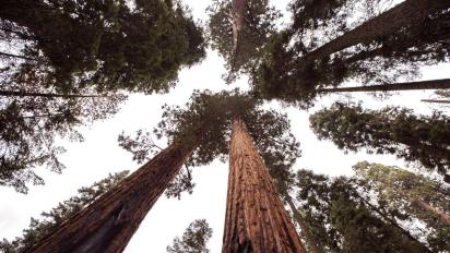 California redwoods.