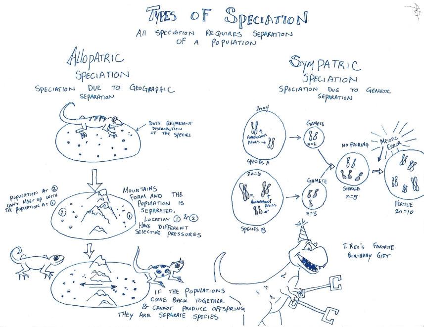 Types of Speciation illustration