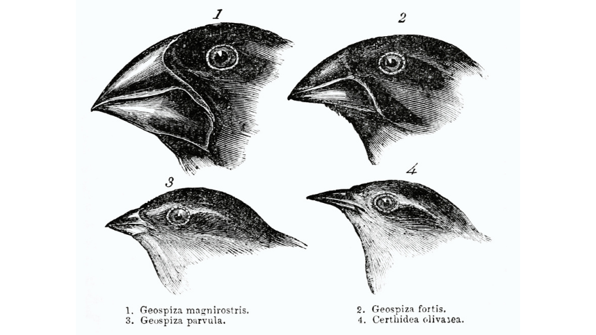 Darwin's finches.