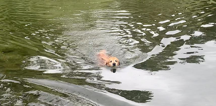 Buster swimming