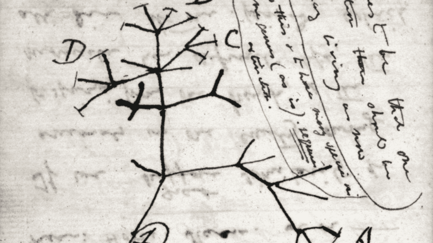 Darwin's sketch of a phylogenetic tree.