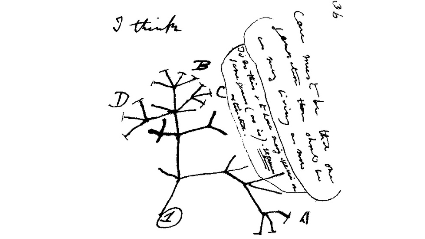 Darwin tree.