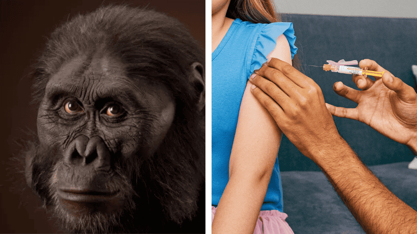 Australopithecus afarensis, left, and a girl receiving a vaccination.