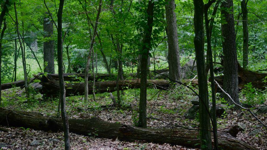 Shenandoah National Park, Virginia.